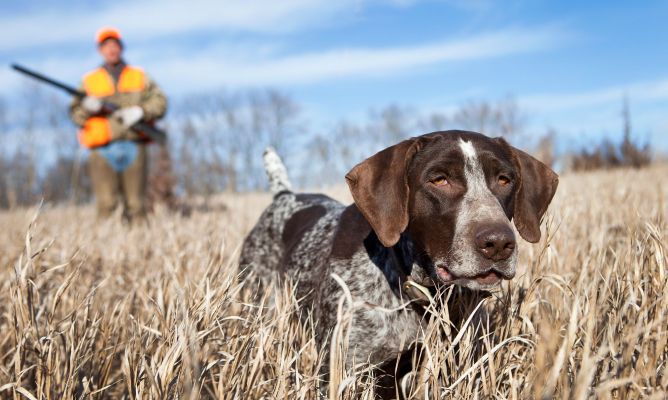Recomendaciones en caso de accidente de nuestros perros durante la caza